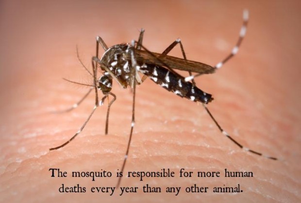 the mosquito