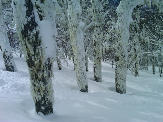 The famous Lenga trees of Bariloche
