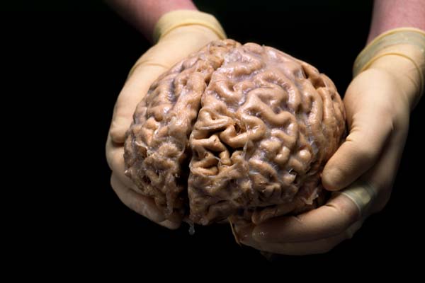 Real. Human. Brain.