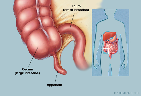 The human appendix