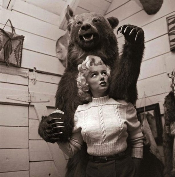 Marilyn bear attack, men prefer blondes