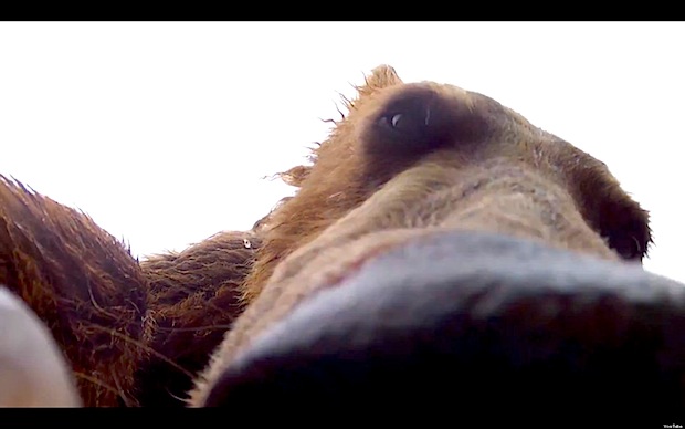 Grizzly eats GoPro