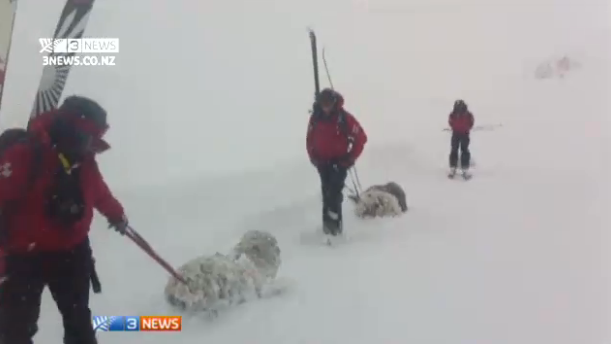 Sheep being rescued by patrol in Treble Cone