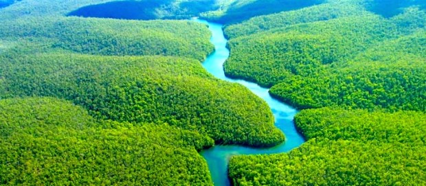 The Amazon forest