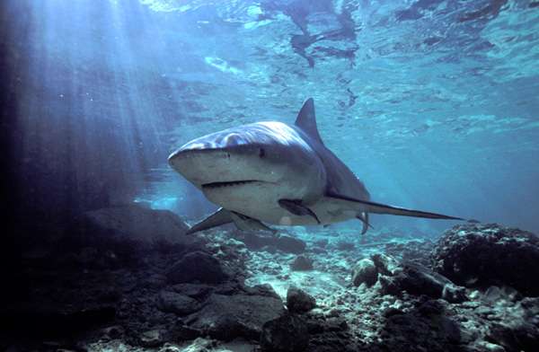 Bull Sharks live in both saltwater and freshwater and will attack almost anything as they are fiercely territorial