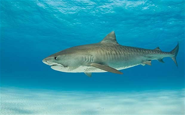 Tiger Sharks can be over 16 feet long and are known to attack surfers