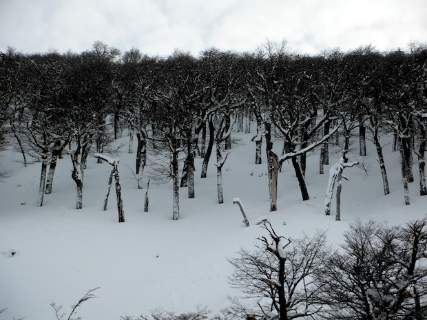 The best skiing today was in these trees near the top of the Sextuple chair