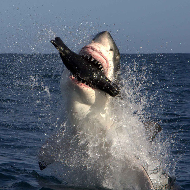 Great White Shark = Power embodied
