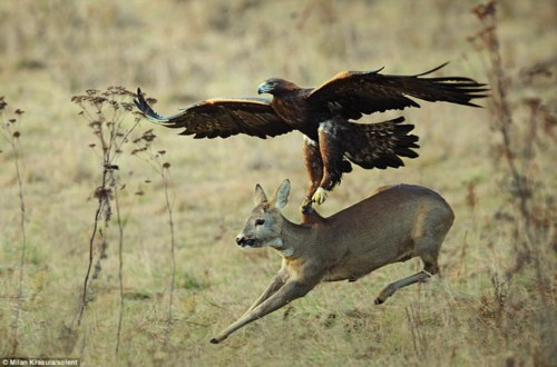 Slovkia, Eagle hunt.  Eagle nearly misses deer.  image:  ©Milan Krasula