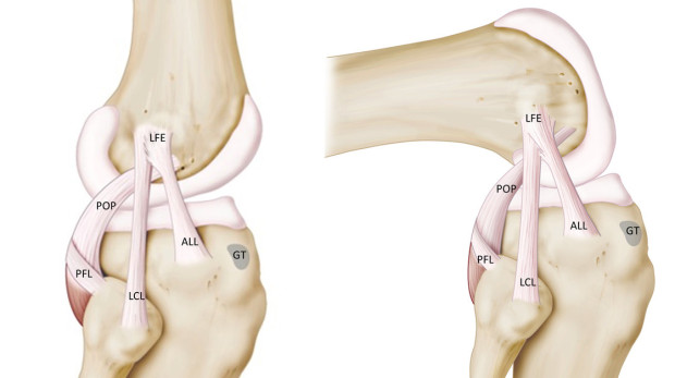 Diagram showing the knee and the newly discovered ALL.  Image Courtesy of University Hospitals Leuven