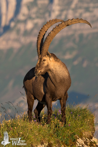 Large male Alpine Ibex
