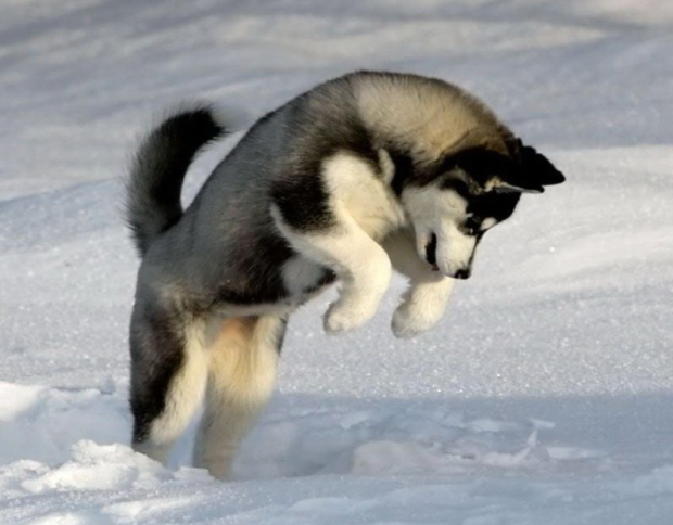 Huskey in snow