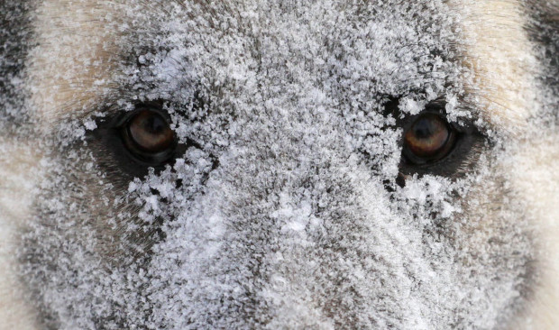 dog snow face