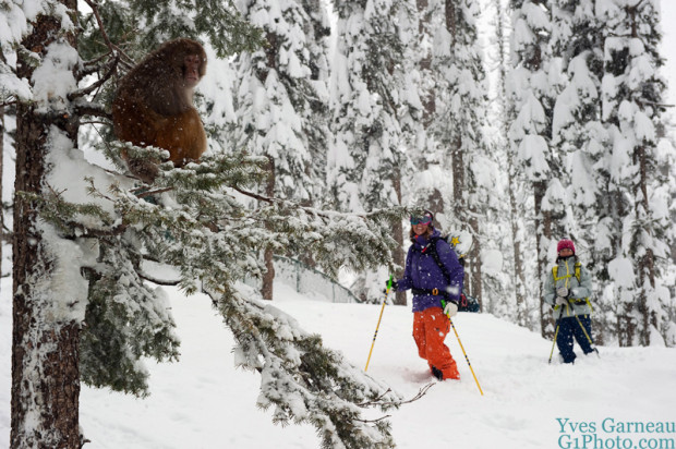monkeys skiing