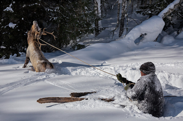 hunting elk on skis