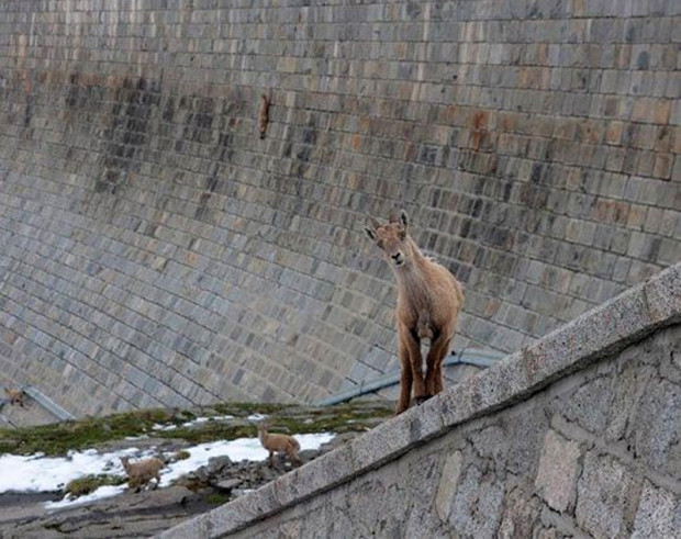 goats climbing