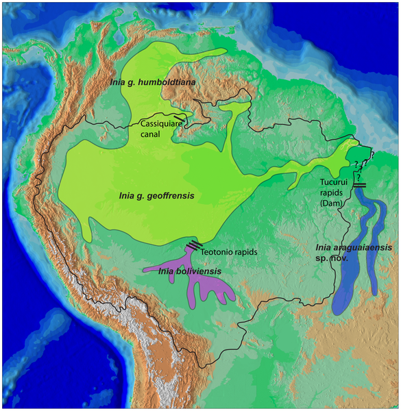Map showing locations of different South American river dolphin species.  The new species, Araguaia is in blue.