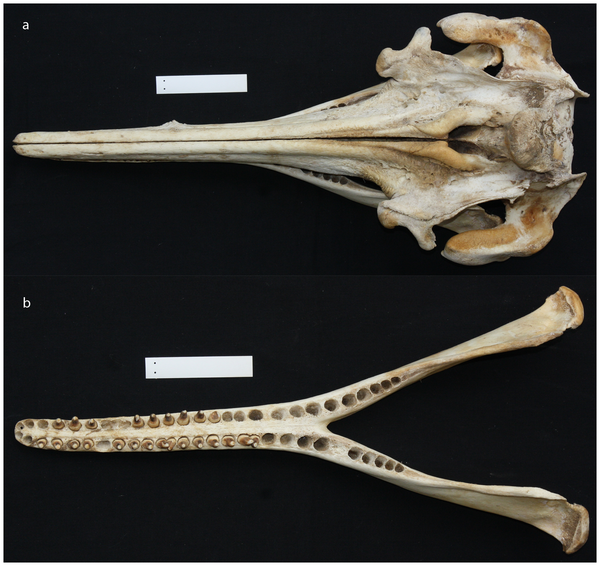 Skull of Araguaia river dolphin.