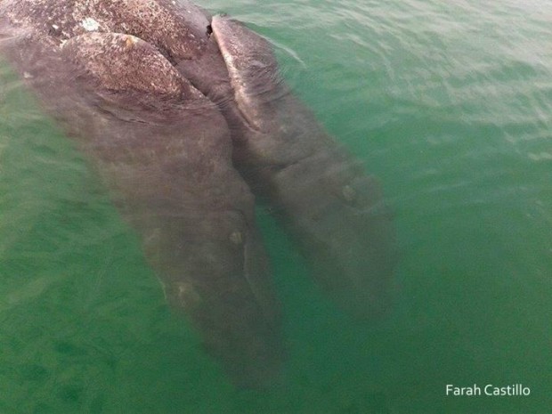 Two headed whale found on Sunday in Mexico.