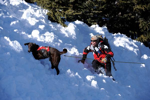 Ski patrol and dog practicing avalanche rescue.