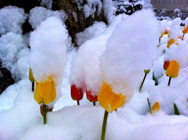 tulips with snow on them