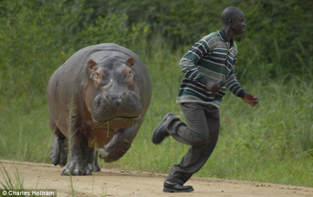 hippo tries to kill man