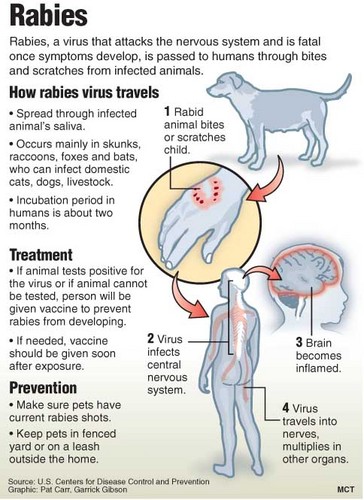 rabies cycle