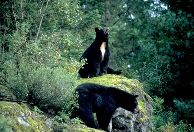 Heads up, the Bears are out at Whister