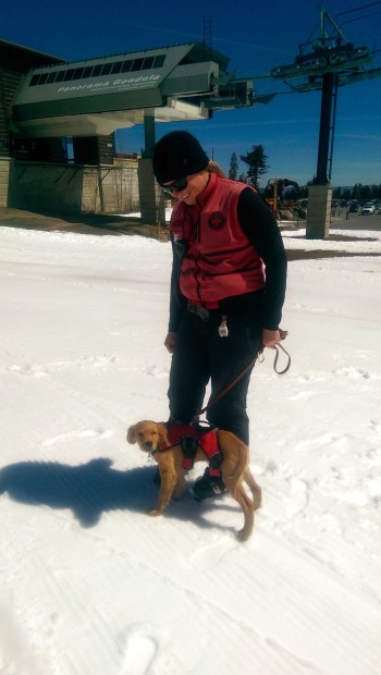 Duke the new avy dog at Mammoth getting his pup on.