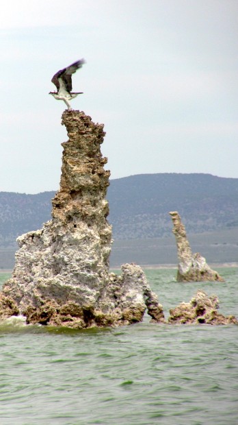 Osprey taking off after eating a fish on a tufa tower on Mono Lake