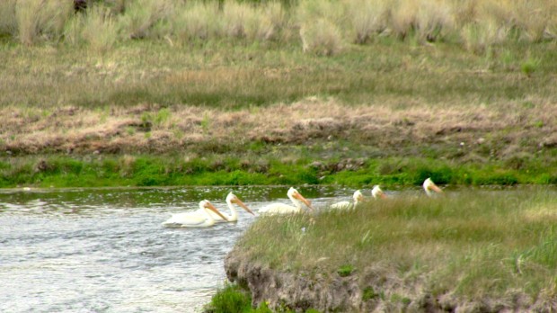 White Pelicans in the 102F Lazy River today.