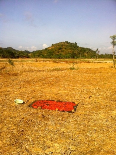 Chili's drying in a field in southwest Lombok.