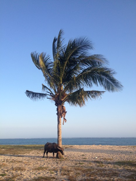 Kuta Lombok.  One tree, one water buffalo.