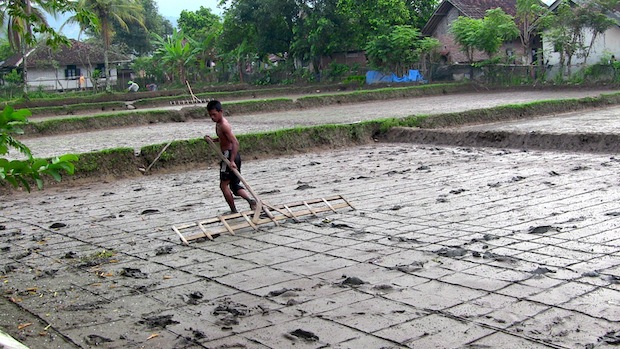 Marking where the rice is to be planted