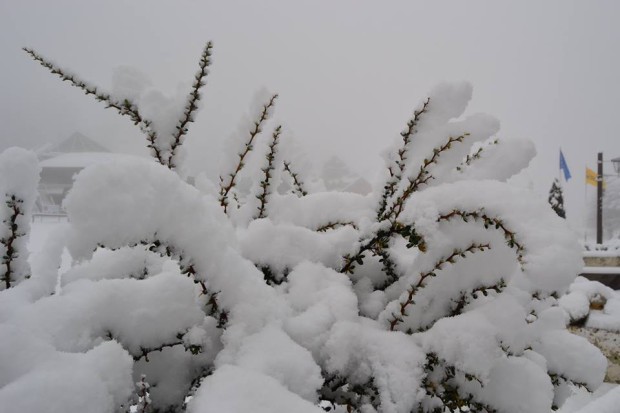 bariloche-snow-plant