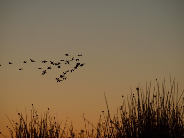 Zillions of birds in the CA delta.  photo:  snowbrains