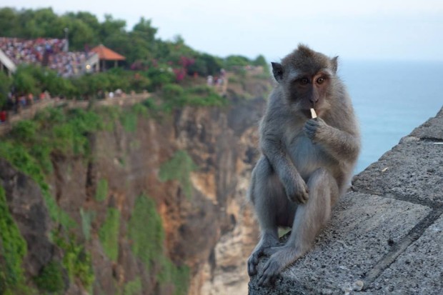 Monkey at the Uluwatu Temple, Bali
