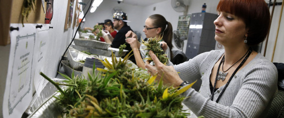 In this Dec. 27, 2013 photo, employee Lara Herzog trims away leaves from pot plants, harvesting the plant's buds to be packaged and sold at Medicine Man marijuana dispensary, which is to open as a recreational retail outlet at the start of 2014, in Denver. Colorado is making final preparations for marijuana sales to begin Jan. 1, a day some are calling "Green Wednesday." (AP Photo/Brennan Linsley)