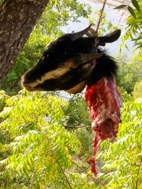 The rift that so many of us experience between the land and our food is overcome in Kenya. Goats from the family herd are often slaughtered to celebrate important events. In this case, the end of Ramadan.