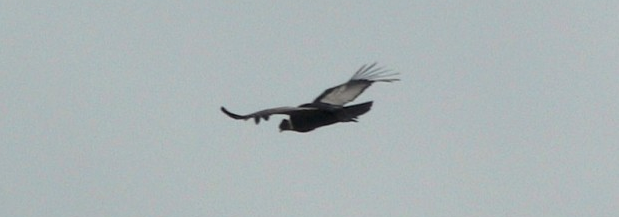 The Andean Condor is the 2nd largest bird on Earth.  Condors scanning the ridges today