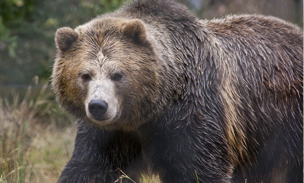 California recently held the largest grizzly bears on Earth and had the most dense Grizzly population on Earth at around 10,000.