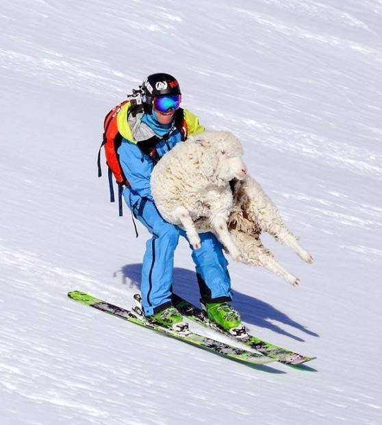 Lamb sacrafice to Skadi, the goddess of snow.