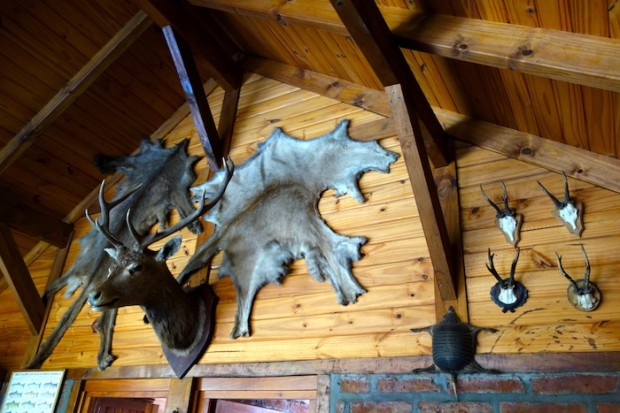 Puma skins, deer, armadillo, and prong horns in one of the nice accommodations in the lower valley of Mallin Alto.