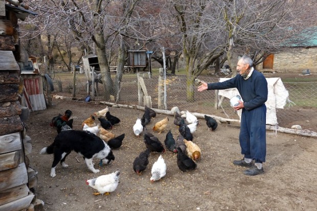 El Abuelo feeding chickens at his ranch.