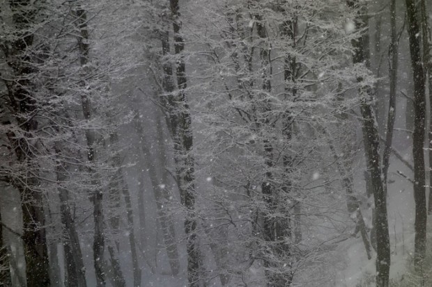 Forest at Catedral ski resort in Bariloche, Argentina today.  photo:  snowbrains.com