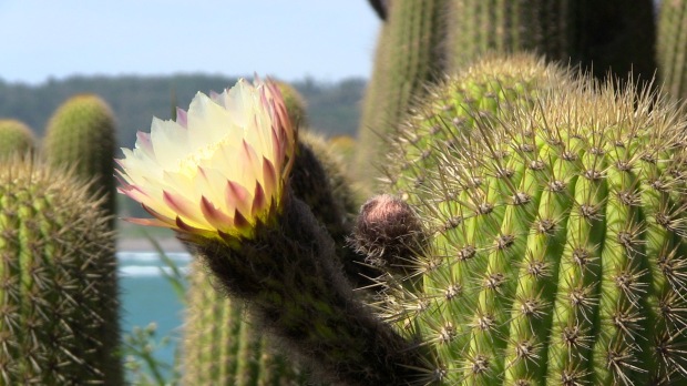 Cactus bloom.