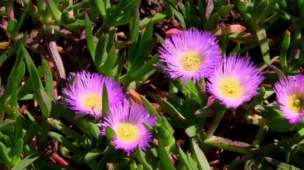 African iceplant in South America.