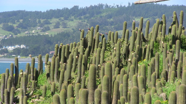 The trade mark of Lobos:  Cactus.