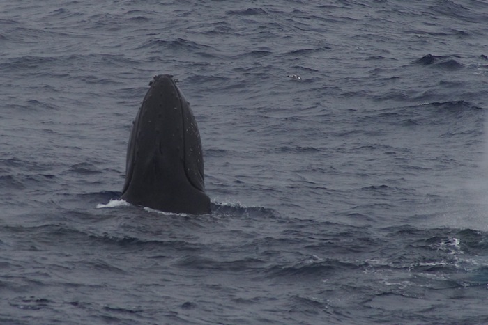 Humpback Whales in the Drake Passage. photo: Juha Virolainen