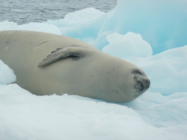 Weddell Seal, Antarctica.